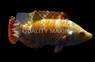 Long Jaw Wrasse :: 33649
