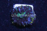 Mushroom Bullseye Purple/Blue :: 85005