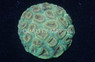 Fluted Moon Coral :: 52378