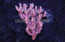 "Strawberry Shortcake" Microclados Acropora Coral :: 66277