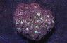 Neon Green Center Blastomussa Wellsi Coral :: 85993