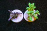 Acropora, Mix Color Aussie Frag :: 99844