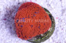 Encrusting, Blue w/Red Polyps "Superman" :: 93084