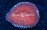 Vitiensis, Red "Australomussa" :: 26703