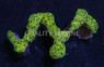 Orange Tip Gold Wall Hammer Coral :: 48302