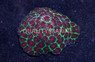 Green w/Red Eye Xmas Favia Brain Coral :: 26180