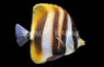 Twospot Highfin Butterflyfish :: 13146