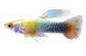 Gold Delta Guppy, Male :: 32188