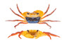 Tricolor Borneo Crab :: 55114
