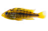 Rock Kribensis Victoria Cichlid :: 21727