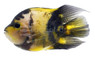 Parrot Shortbody Yellow Tiger :: 68778