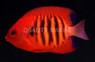 Flame Angelfish :: 10191