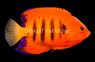 Flame Angelfish :: 10191