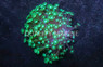 Metallic Green Alveopora Coral :: 52347