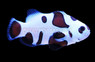 Black Storm Ocellaris Clownfish, Bali Aquarich :: 14223