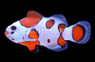 Orange Storm Ocellaris Clownfish, Bali Aquarich :: 14224