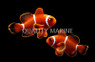 Maroon Clownfish, Bali Aquarich :: 14207