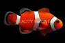 Ocellaris, False Percula Clownfish, Bali Aquarich :: 14209