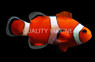 False Percula Ocellaris Clownfish, Bali Aquarich :: 14209