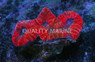 Red/Purple Lobophyllia Brain Coral :: 62417