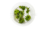 Limnophila aromatica Cup AT :: 30487