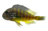 T. Brichardi Cichlid :: 22098