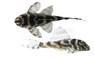 Cracked Zebra Plecostomus L236 :: 63445