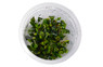 Bucephalandra 'Wavy Green' Cup AT :: 15950