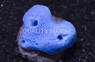 Blue Sponge, Nano :: 58023