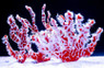 Orange Spider Sponge :: 58016
