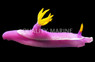 Purple Chromodoris Nudibranch :: 55006