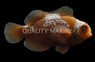 Maroon, Lightning Clownfish, Bali Aquarich :: 14220