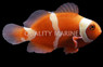 Maroon, Gold Stripe Clownfish, Bali Aquarich :: 14208