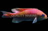 Tricolor Rubrizonatus Anthias, Juvenile :: 11068