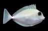White Margin Unicorn Tang :: 31597