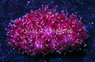 Torch, Black Tentacles w/ Purple Tips :: 33259