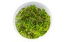 Rotala rotundifolia "RED" Cup AT :: 64037