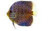 Leopard Blue Discus :: 83191