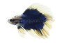 Halfmoon Doubletail Flag Betta, Male :: 88787