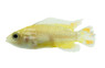 Dwarf Cockatoo, Lemon Cichlid :: 18388