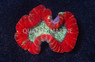 Brain Folded Red w/Green Mouth :: 62431