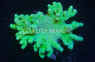 Fiji Devil's Hand Green :: 15793