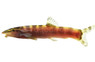 Golden Chinese Loach :: 42115
