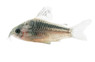 Elegant Cory Catfish :: 17065