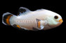 Storm Ice Ocellaris Clownfish, QM Labs :: 14232