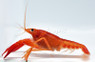 Tangerine Lobster :: 95812