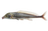 Engystoma Bottlenose Mormyrid :: 49005