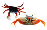 Patriot / Rainbow Crab :: 69127