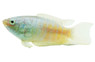 Opercularis Paradise Gourami :: 53080