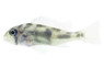 Eartheater Maroni Cichlid :: 78406